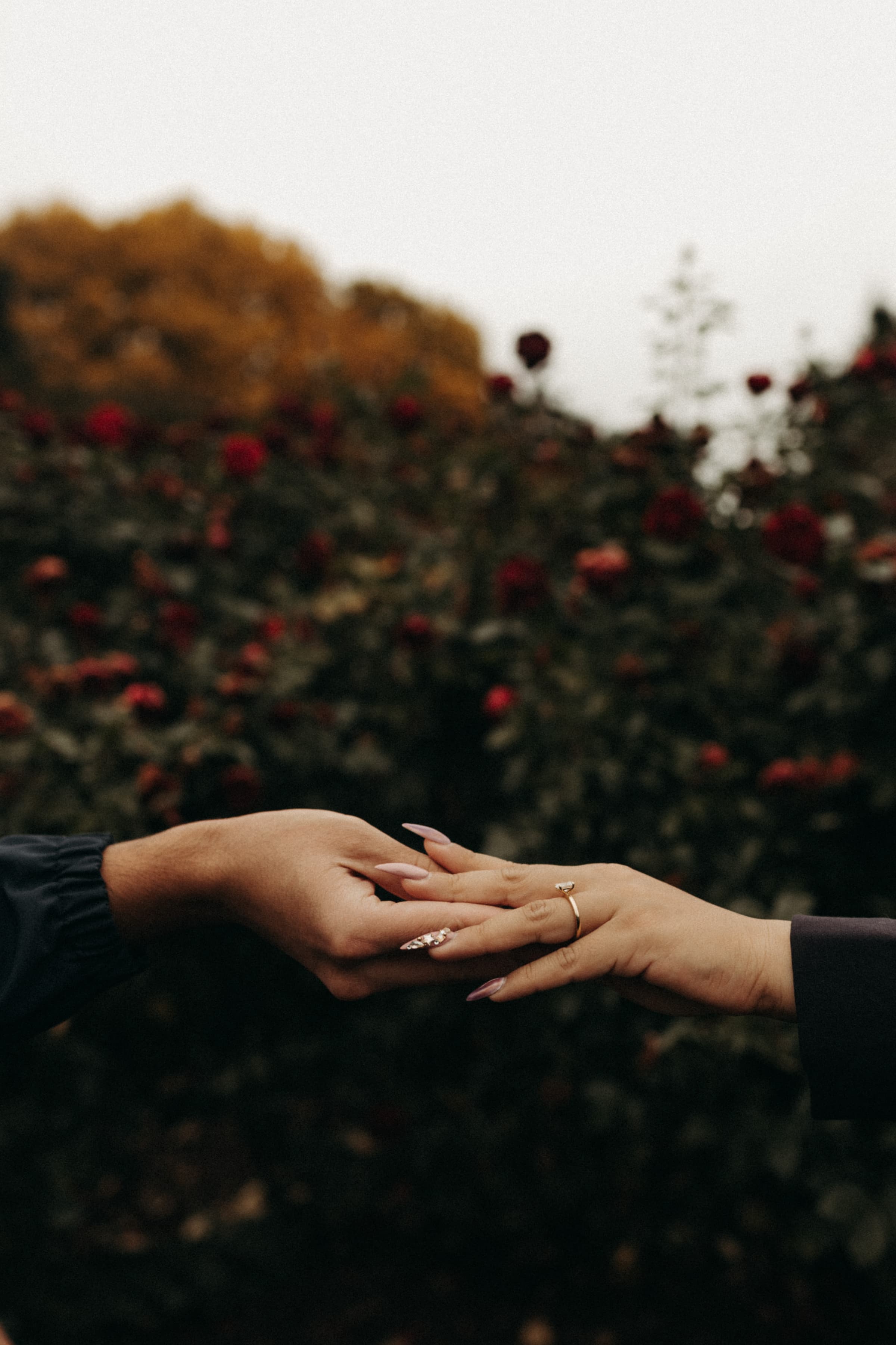 A close-up of the couple holding hands, her engagement ring in focus, in front of a red rose garden